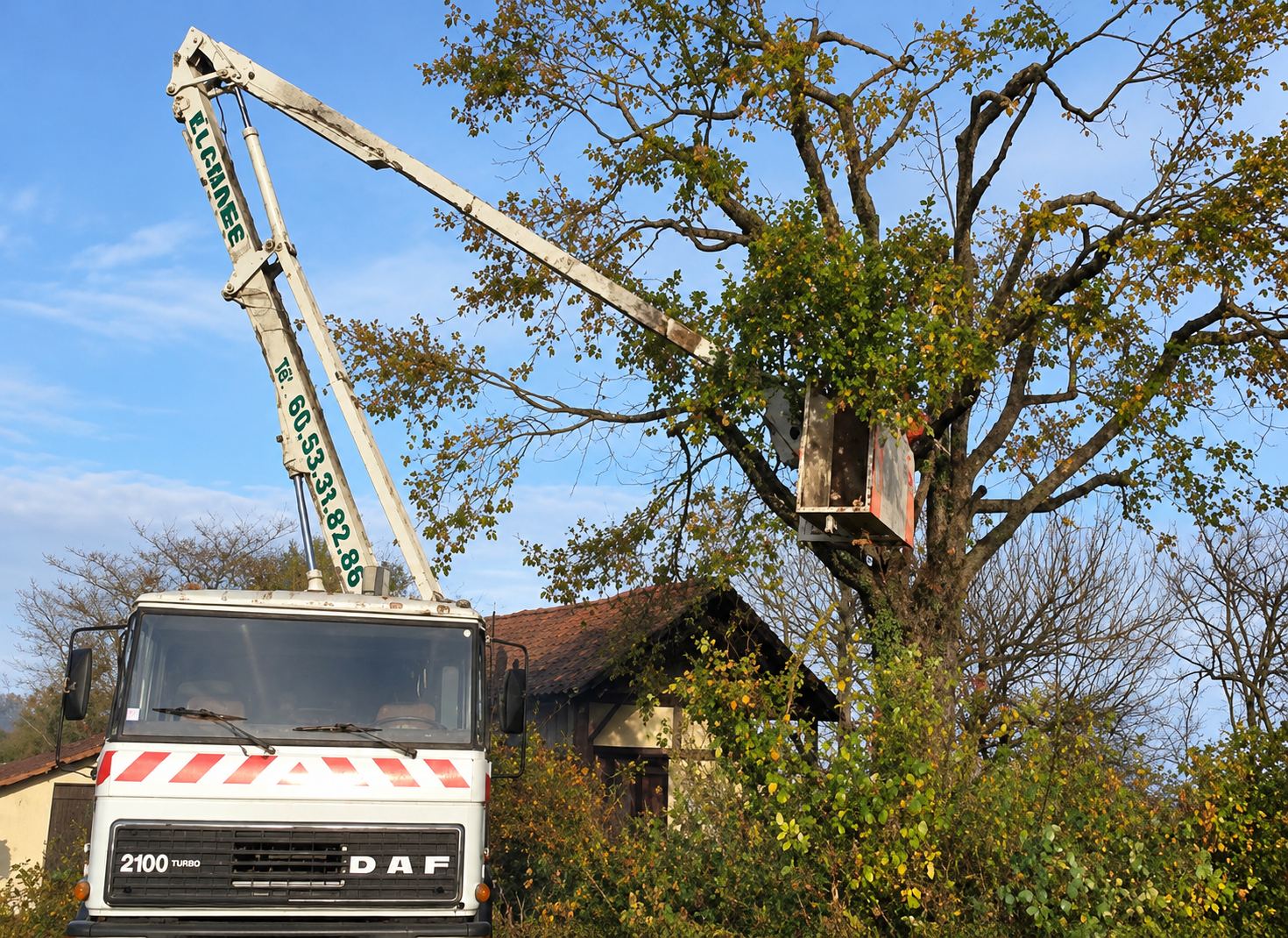 Un camion DAF équipé d’une grande nacelle élévatrice dont le panier est dressé dans un grand arbre pour un chantier d’élagage.